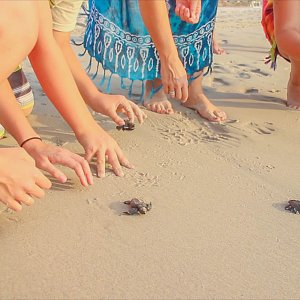 Release of baby Turtles on Garza Blanca's beach